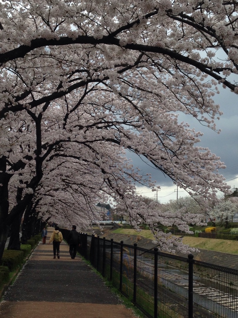 聖蹟桜ヶ丘の桜 乞田川沿いの桜並木 聖蹟桜ヶ丘に住もう